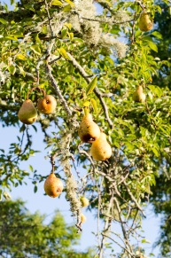 pears_foraging